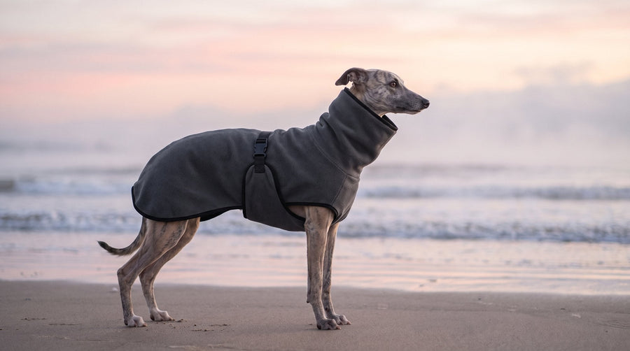 Whippet in a charcoal roll-neck fleece coat on a misty winter beach