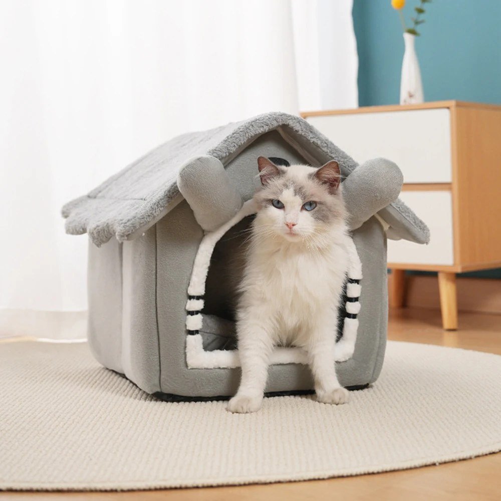 Ragdoll cat standing in the doorway of the cat house