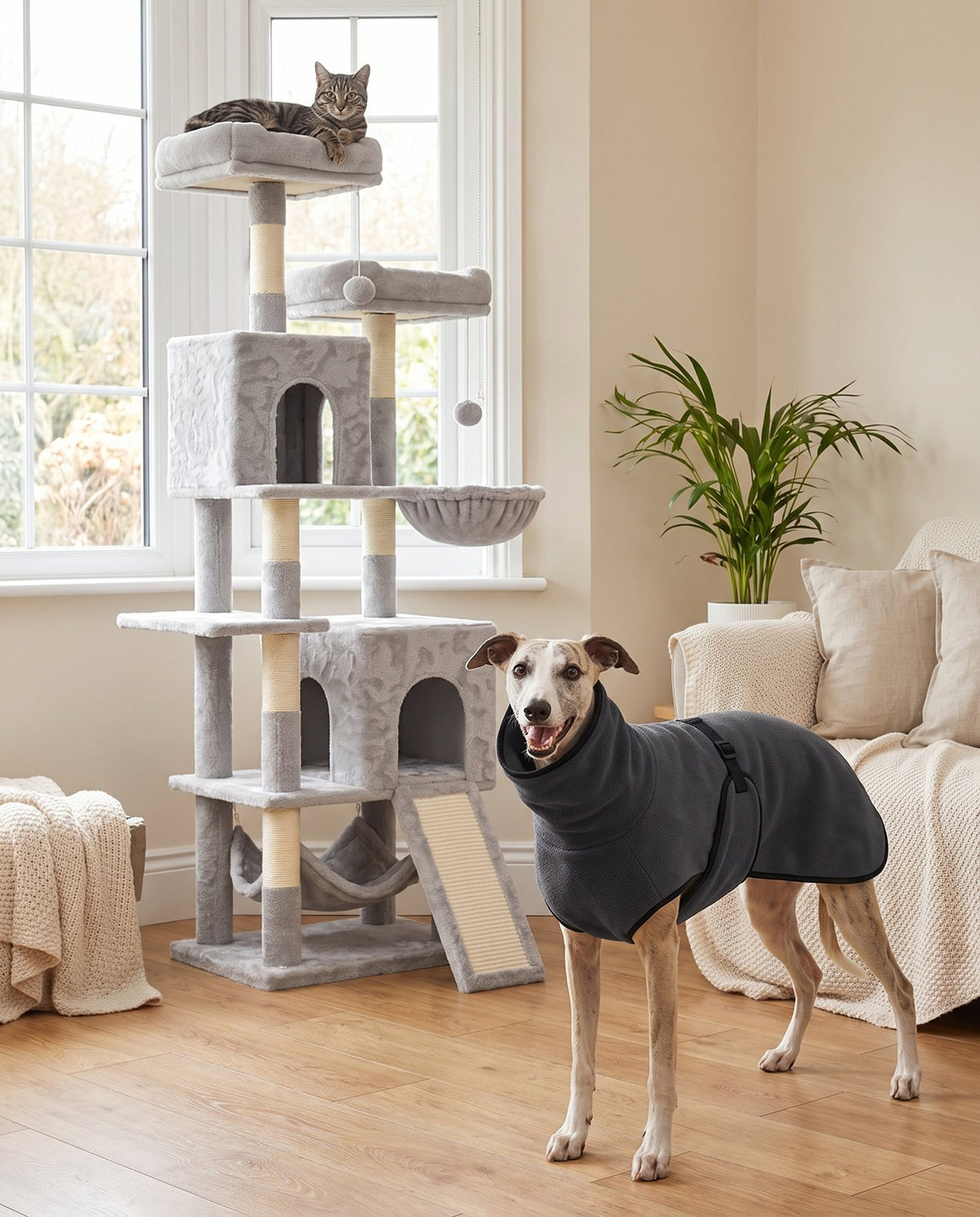 Whippet in a charcoal fleece coat ready for a walk, with a cat on a tall cat tree by the window