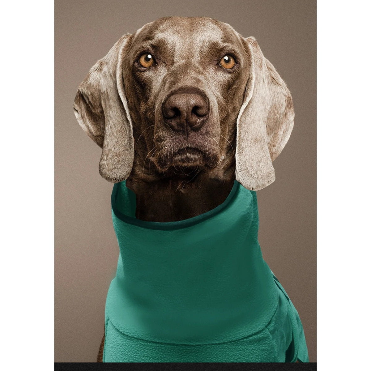 Close-up of the tall roll neck on a weimaraner