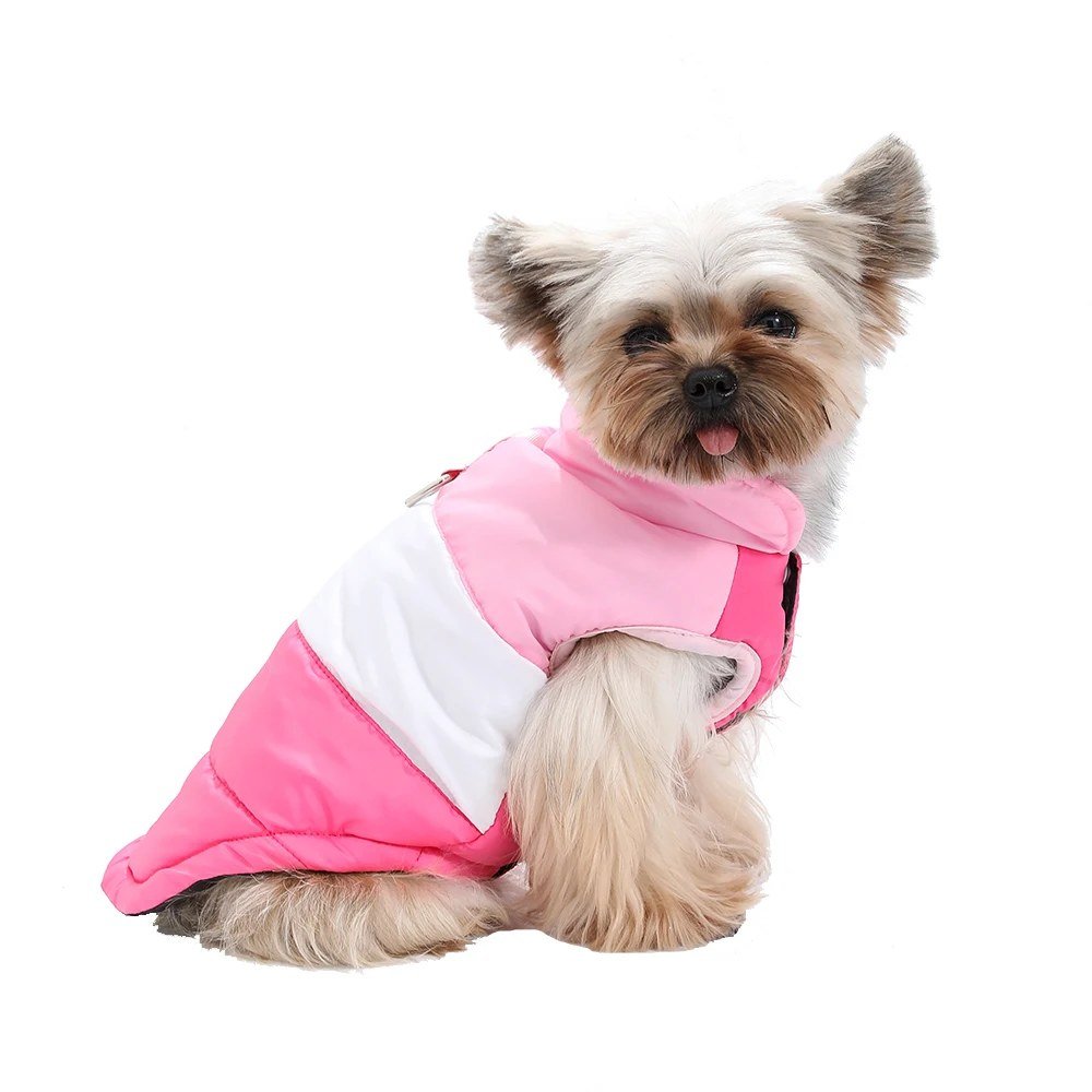 Yorkshire terrier wearing the Pink padded coat