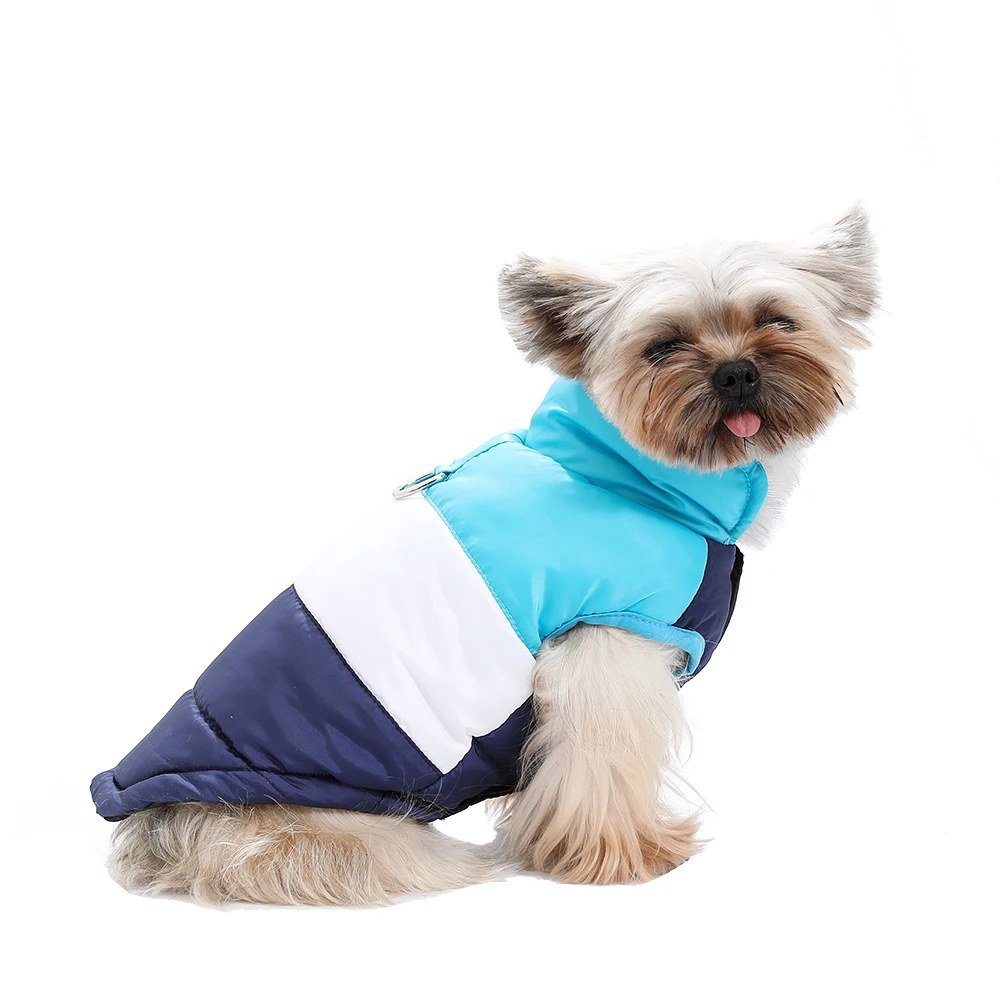 Yorkshire terrier wearing the Blue padded coat
